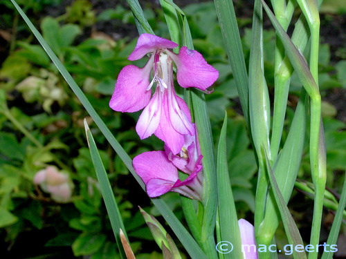 Gladiolus imbricatus